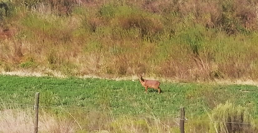 3 Bedroom Property for Sale in Joubertina Eastern Cape